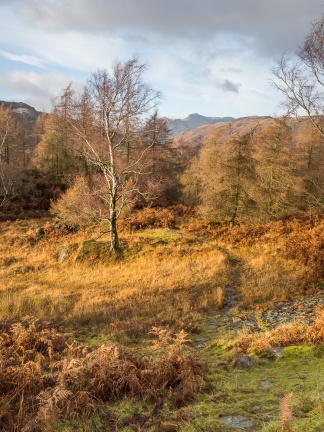 Langdale Pikes from Holme Fell